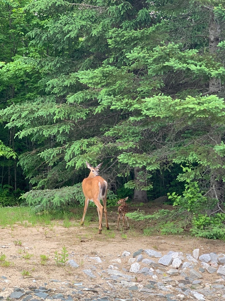 Even the Wildlife love Nordic Village