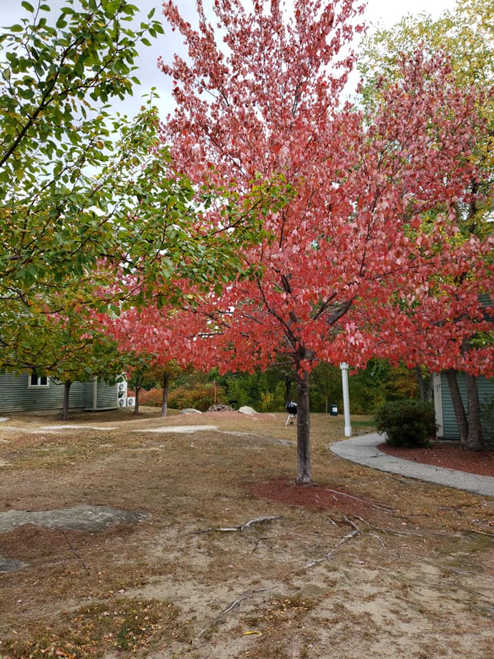 Fall Trees Nordic Village Resort