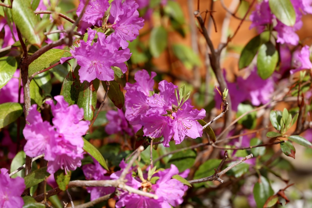 Flowers Three Bedroom Townhouse