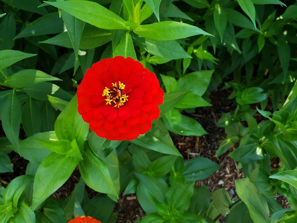 Nordic Village Grounds Are Filled With Flowers