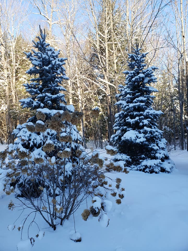 Snow Covered Trees Nordic Village Resort
